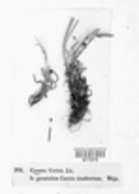 Image of Caeoma caricis